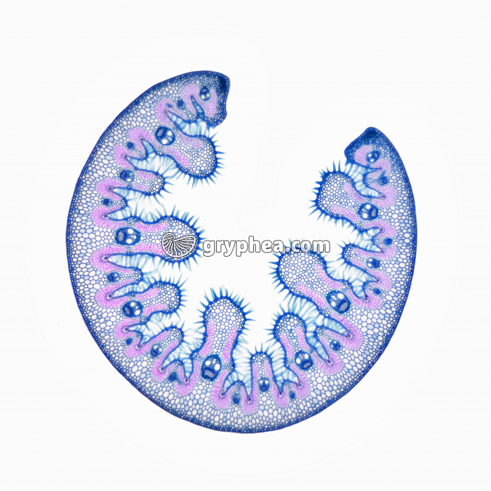 Feuille d'Oyat en milieu sec CT x7 - gryphea.com